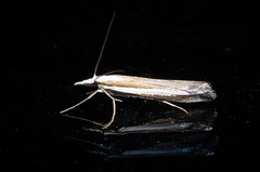 Orocrambus vittellus