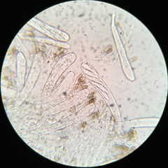 Durella melanochlora