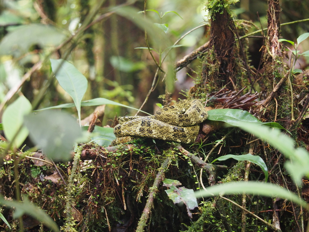 Speckled Forest Pit Viper From Paucartambo Province, Peru On April 22 