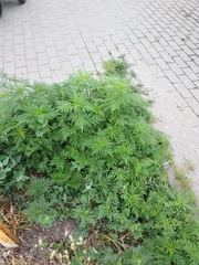 Ambrosia artemisiifolia