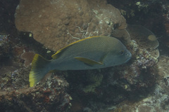 Lutjanus rivulatus
