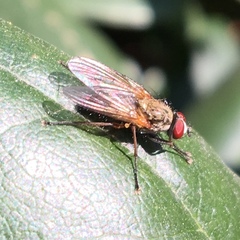 Muscoidea
