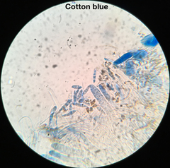 Durella melanochlora