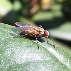 Muscoidea