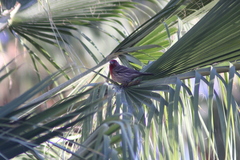 Haemorhous mexicanus