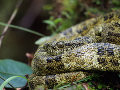 Bothrops taeniatus