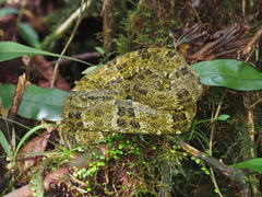 Bothrops taeniatus