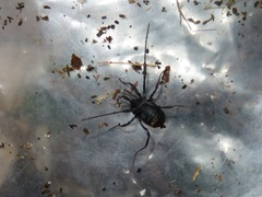 Nemastoma dentigerum