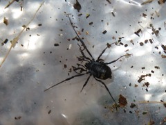 Nemastoma dentigerum