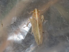 Stenocranus minutus