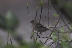 Passer domesticus