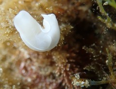 Melanochlamys miqueli