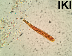 Durella melanochlora