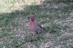 Haemorhous mexicanus