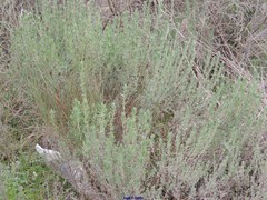 Lavandula stoechas luisieri
