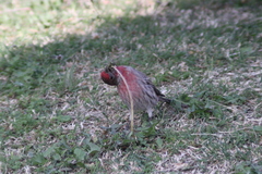 Haemorhous mexicanus