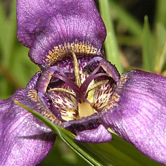 Tigridia augusta