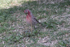 Haemorhous mexicanus