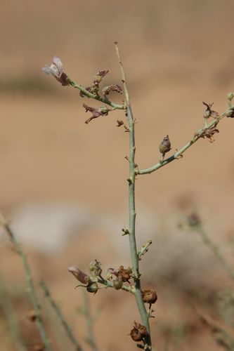 Image of Acanthorrhinum ramosissimum by (c) Olivier Argagnon, some rights reserved (CC BY)