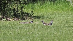 Vanellus chilensis