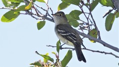 Elaenia albiceps