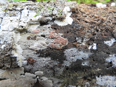 Ceriporia purpurea