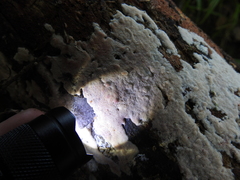 Ceriporia purpurea