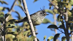 Anairetes parulus