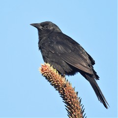 Curaeus curaeus