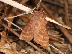 Oxycanus