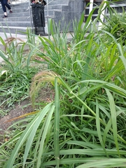 Echinochloa crus-galli