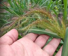 Echinochloa crus-galli