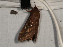 Oxycanus