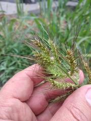 Echinochloa crus-galli