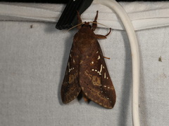 Oxycanus