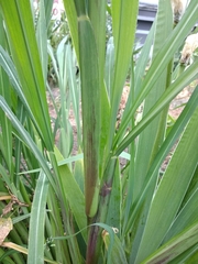 Echinochloa crus-galli