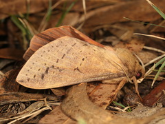 Oxycanus