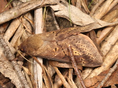 Oxycanus