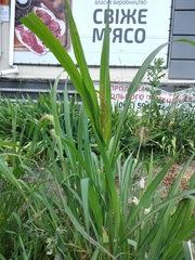 Echinochloa crus-galli