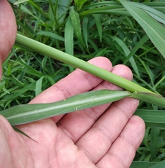 Echinochloa crus-galli