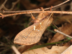 Oxycanus