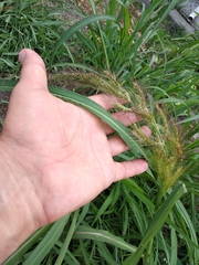 Echinochloa crus-galli