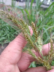 Echinochloa crus-galli