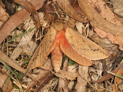 Oxycanus