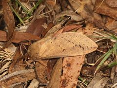 Oxycanus