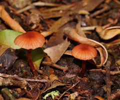 Laccaria canaliculata