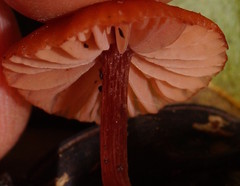 Laccaria canaliculata