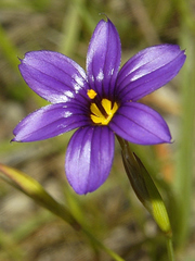 Sisyrinchium scabrum