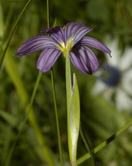 Sisyrinchium scabrum