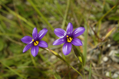 Sisyrinchium scabrum